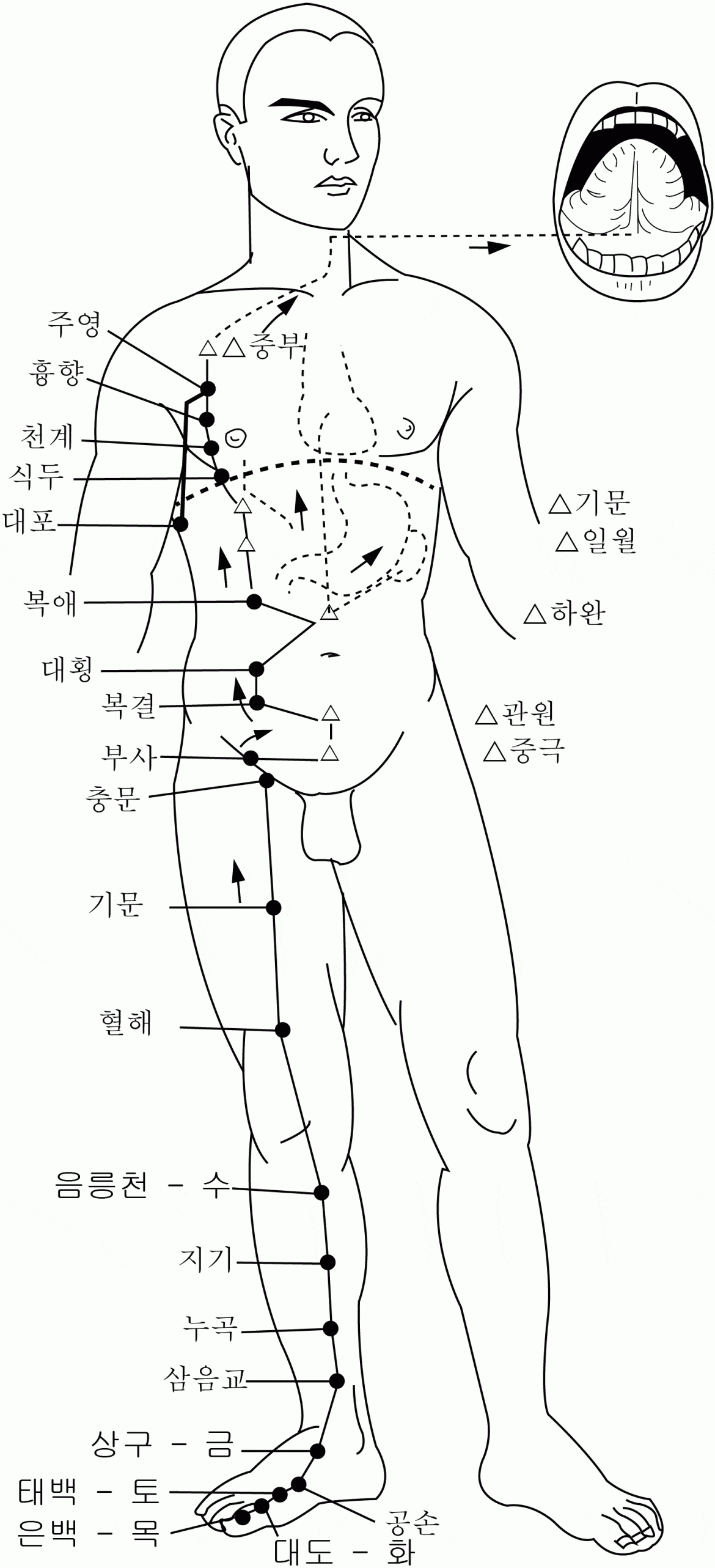 족태음비경 (足太陰脾經) – 좌우 각각 21 경혈